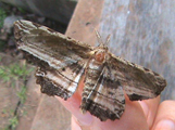 Menophra sp2